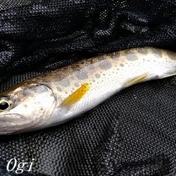 またよく釣れた揖保川支流