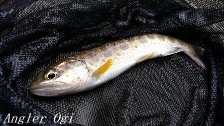 またよく釣れた揖保川支流