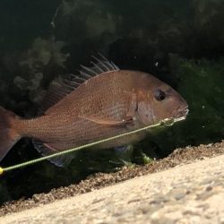 ショアタイラバ