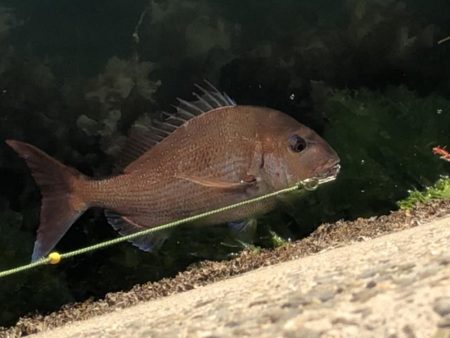 ショアタイラバ