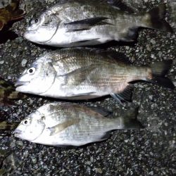 今日は活性が低かった気がする