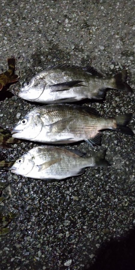 今日は活性が低かった気がする