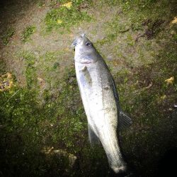 エギングタックルでシーバスとメバル