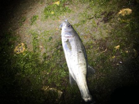 エギングタックルでシーバスとメバル