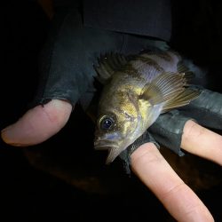 ちょい渋めのアジング