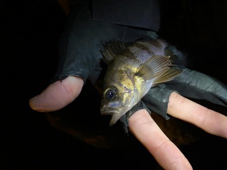 ちょい渋めのアジング