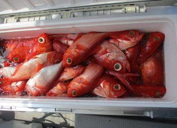 浜田釣舟　キンメ釣り