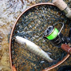 ヤマメちょいと！