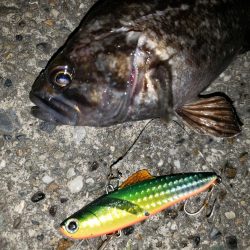 シーバス・リベンジ