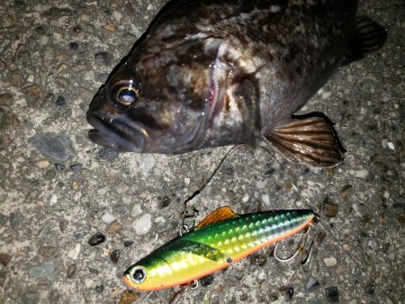 シーバス・リベンジ