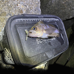 高砂メバリング(2020-8)