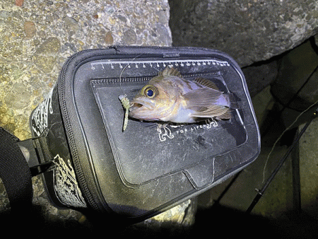 高砂メバリング(2020-8)