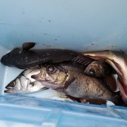 デカメバル、記録更新!