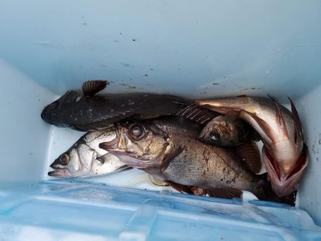 デカメバル、記録更新!