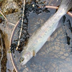 またまた、雨。でも止められません‼️