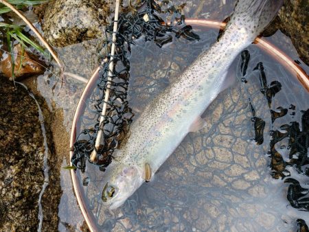 またまた、雨。でも止められません‼️