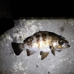 雨降り前にメバリング