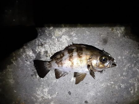 雨降り前にメバリング