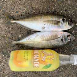 メバル狙いのちアジ