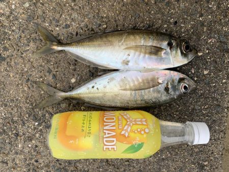 メバル狙いのちアジ