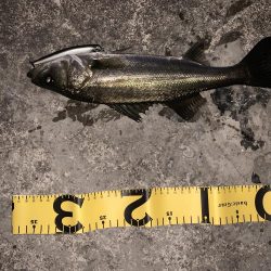 僕達は如意棒 バチシーズン編