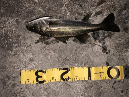 僕達は如意棒 バチシーズン編