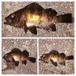 メバリング1845〜1927