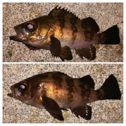 メバリング1840〜1920