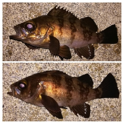 メバリング1840〜1920