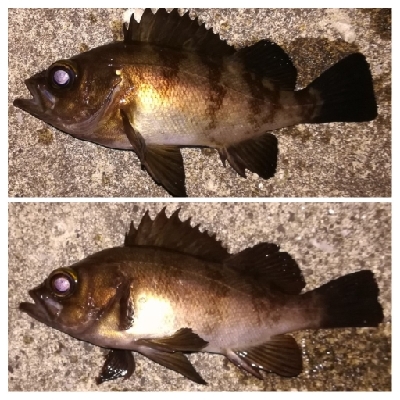 メバリング1840〜1915