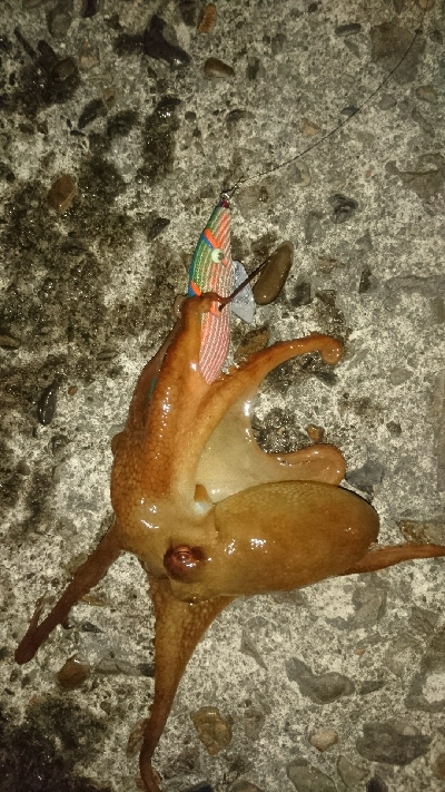 もはや顔馴染みの常連に