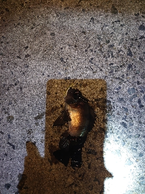 初めてのポイント