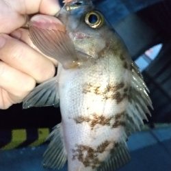 2020年4月6日釣行in箱崎ふ頭