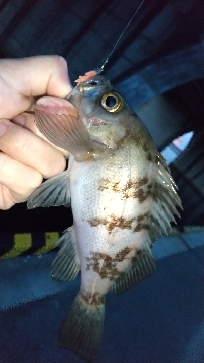 2020年4月6日釣行in箱崎ふ頭