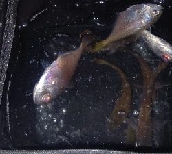 アジングに行きましたが…