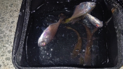 アジングに行きましたが…