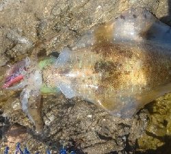 エギング釣行その49