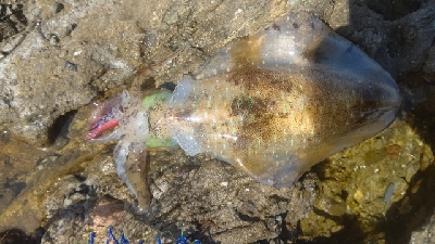 エギング釣行その49