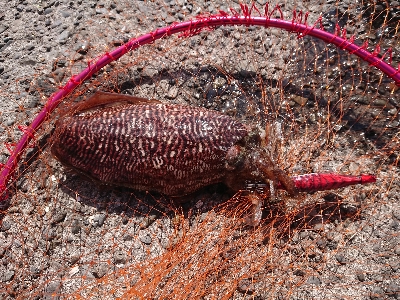 爆風のち入れ食い‼️