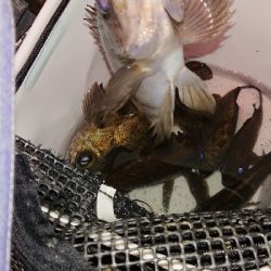 プラグに好反応♪