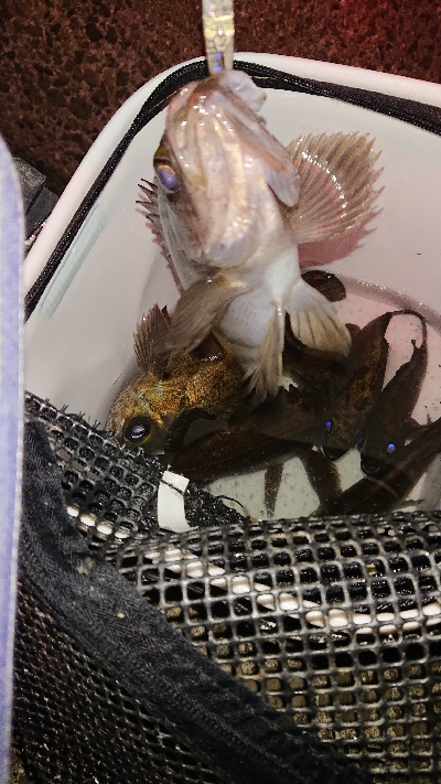 プラグに好反応♪