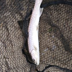 上げたのは五本、バラシ&チェイスを含めれば10本以上!