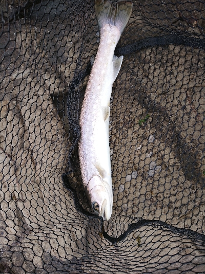 上げたのは五本、バラシ&チェイスを含めれば10本以上！