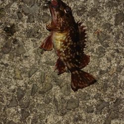 ささっとアジ調査