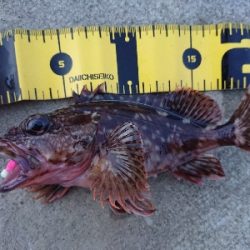 夕方からメバリング