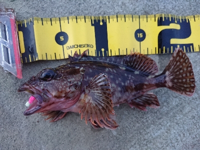 夕方からメバリング