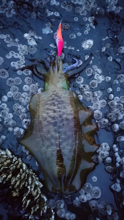 対馬ですから！