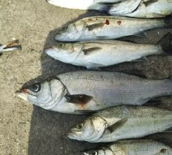 セイゴラッシュ！！