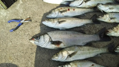 セイゴラッシュ！！