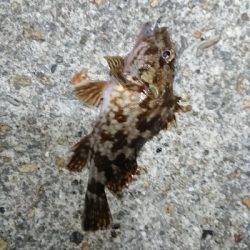 まだまだ濁りあり。